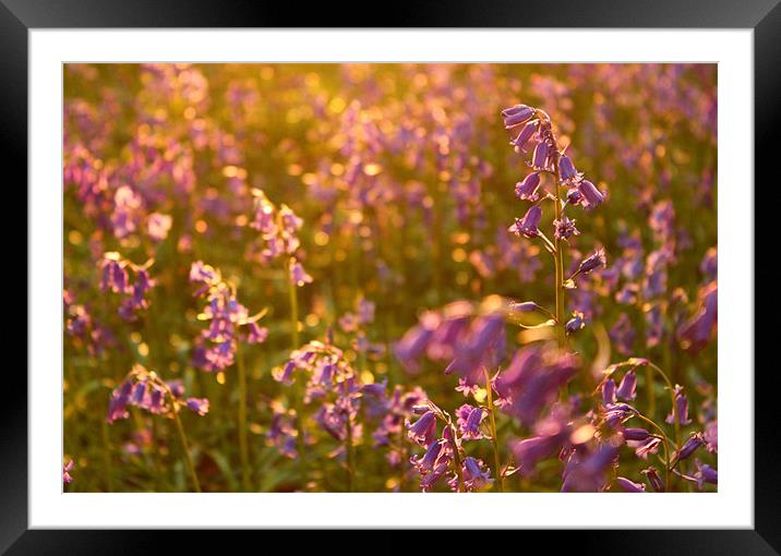 bluebells Framed Mounted Print by Urban Faced