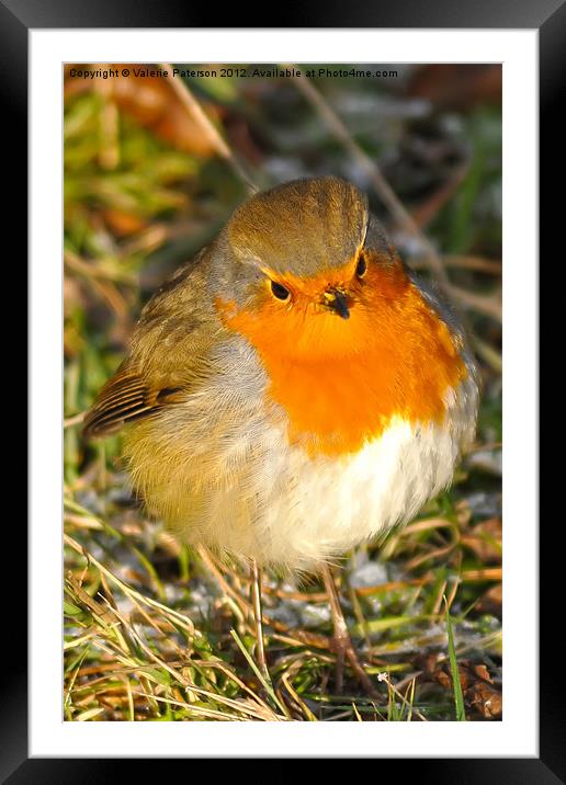 Robin Red Breast Framed Mounted Print by Valerie Paterson