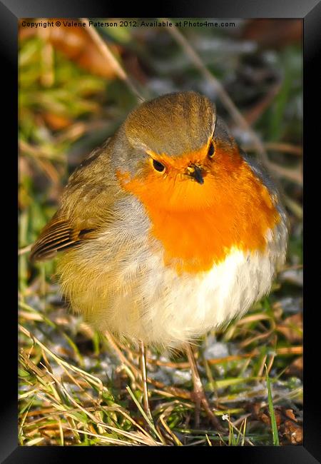 Robin Red Breast Framed Print by Valerie Paterson