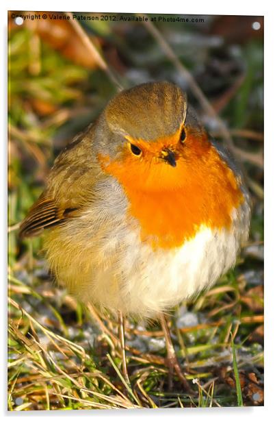 Robin Red Breast Acrylic by Valerie Paterson