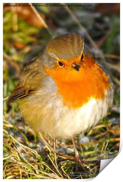 Robin Red Breast Print by Valerie Paterson