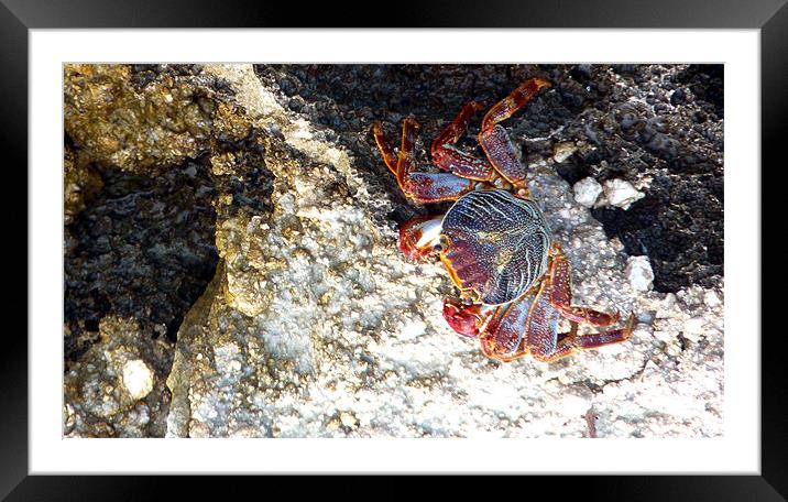 Red Rock Crab Framed Mounted Print by Reg Dobson