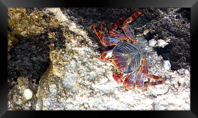 Red Rock Crab Framed Print by Reg Dobson