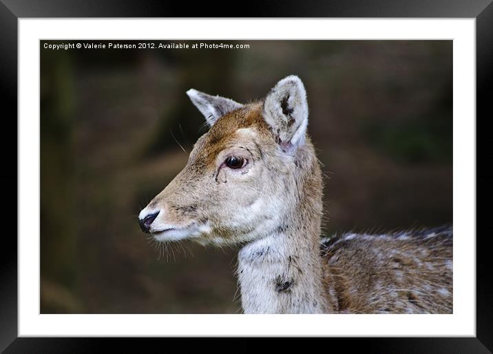 Little Deer Framed Mounted Print by Valerie Paterson