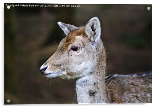 Little Deer Acrylic by Valerie Paterson