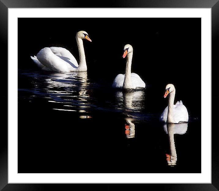Black Swans Framed Mounted Print by Jennie Franklin
