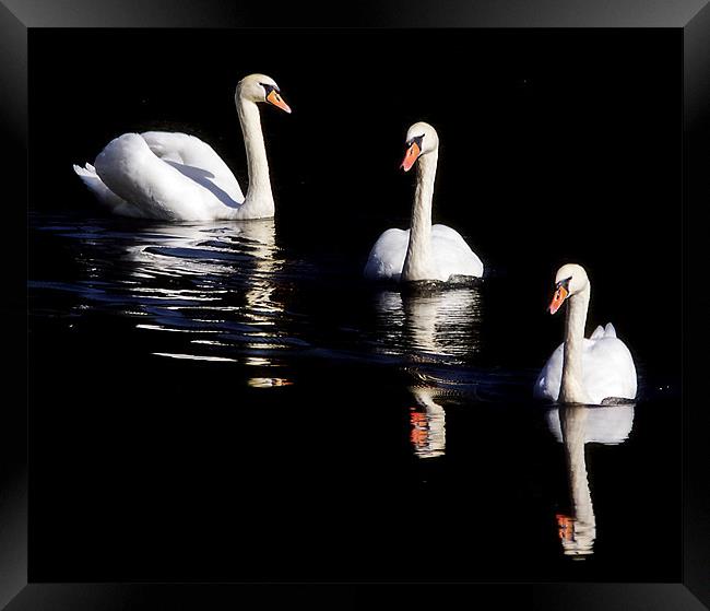 Black Swans Framed Print by Jennie Franklin