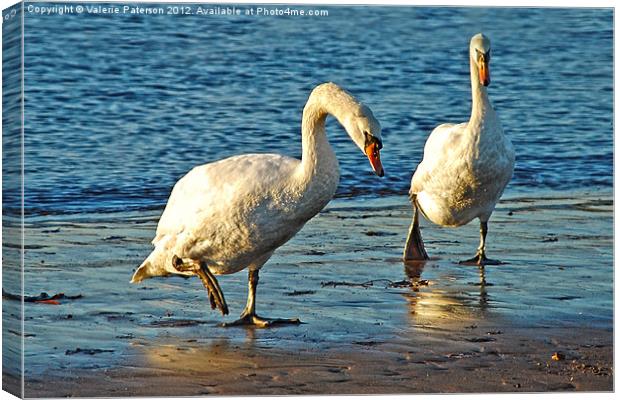 Swans On Walkabouts Canvas Print by Valerie Paterson