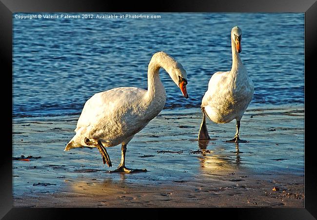Swans On Walkabouts Framed Print by Valerie Paterson
