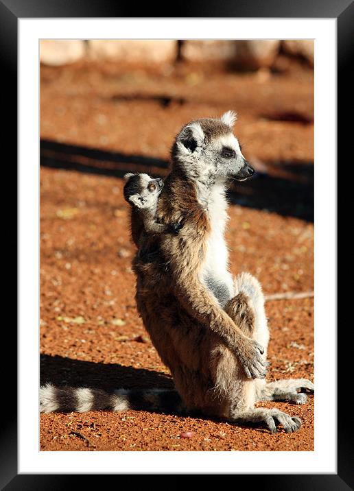 Ring tailed lemurs Framed Mounted Print by Gail Johnson