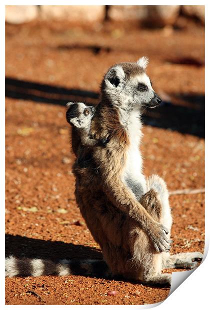 Ring tailed lemurs Print by Gail Johnson