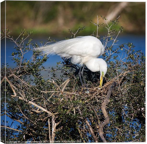 Great Egret on Nest Canvas Print by Louise Heusinkveld