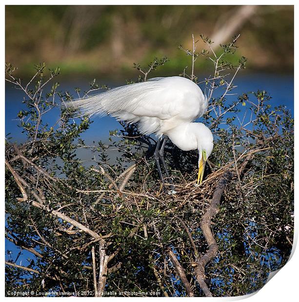 Great Egret on Nest Print by Louise Heusinkveld