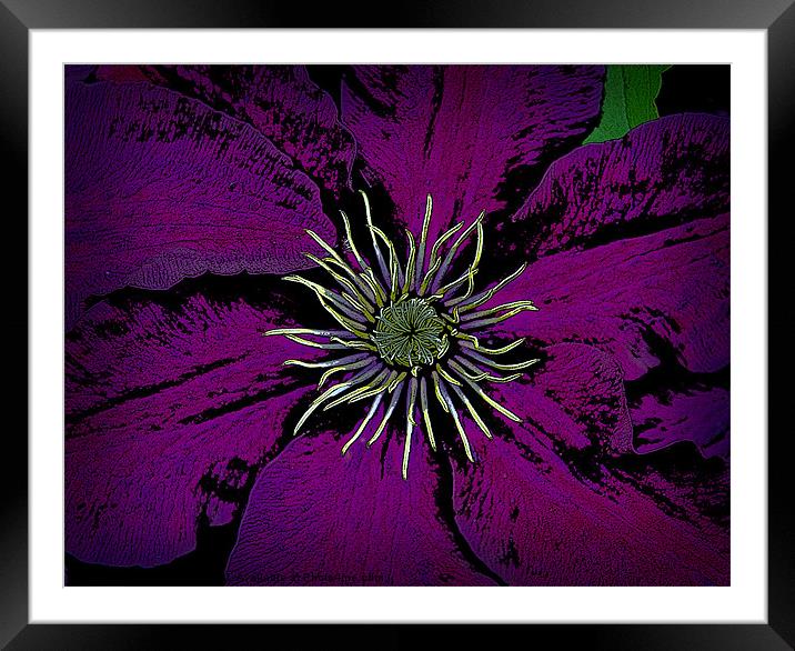 Clematis plant Framed Mounted Print by David Martin