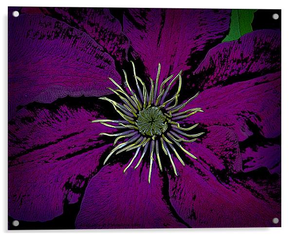 Clematis plant Acrylic by David Martin