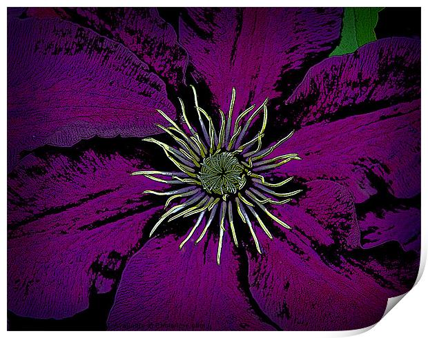 Clematis plant Print by David Martin
