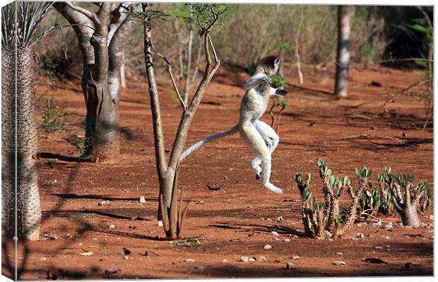 Dancing Verreaux sifika lemurs Canvas Print by Gail Johnson