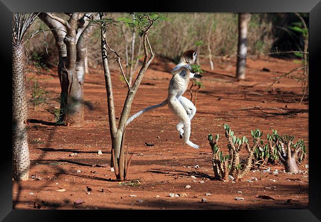 Dancing Verreaux sifika lemurs Framed Print by Gail Johnson