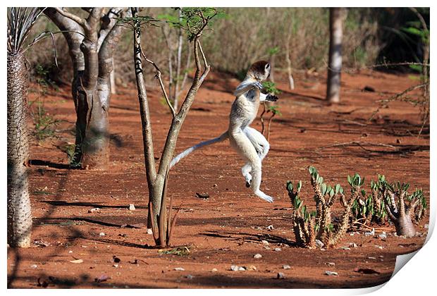 Dancing Verreaux sifika lemurs Print by Gail Johnson