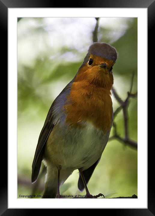 Inquisitive Robin Framed Mounted Print by Jim Jones