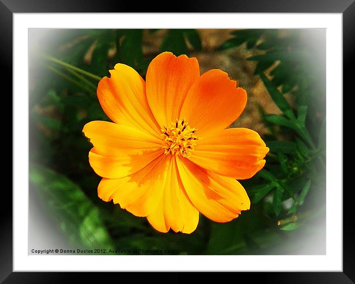 Orange Framed Mounted Print by Donna Duclos