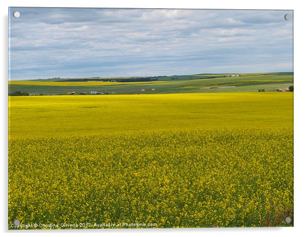 Canola in the Prairies Acrylic by Christine Oliveria
