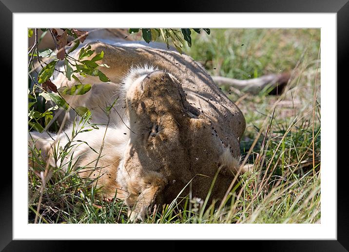 Lion Framed Mounted Print by Gail Johnson