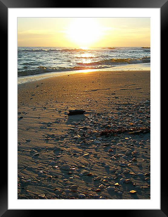 Seashells Absorbing the Sunset Framed Mounted Print by Susan Medeiros