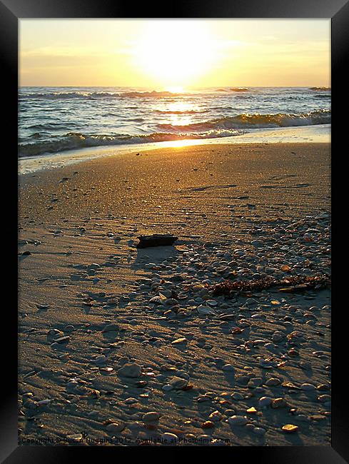 Seashells Absorbing the Sunset Framed Print by Susan Medeiros