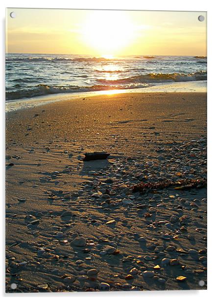 Seashells Absorbing the Sunset Acrylic by Susan Medeiros