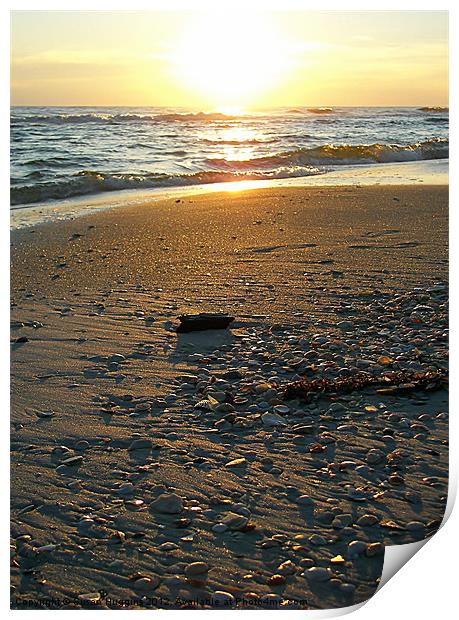 Seashells Absorbing the Sunset Print by Susan Medeiros
