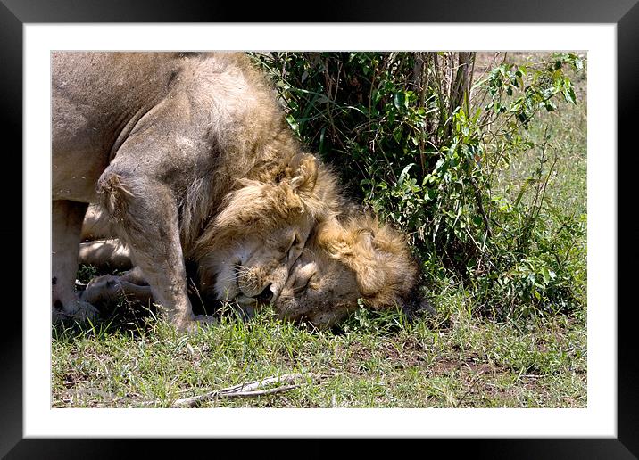 Lion Love Framed Mounted Print by Gail Johnson
