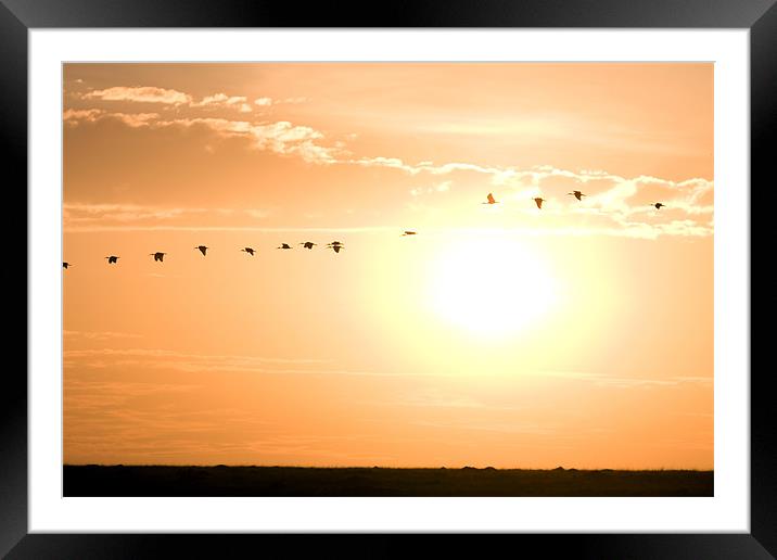 Birds flying Framed Mounted Print by Gail Johnson