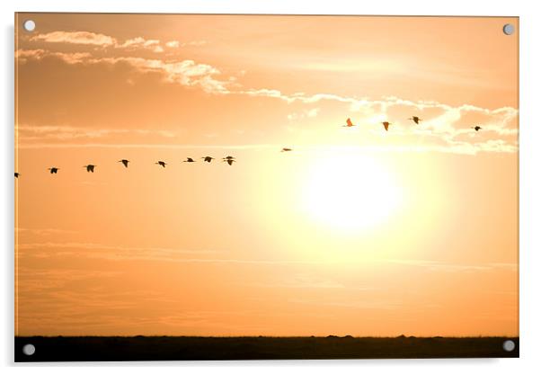 Birds flying Acrylic by Gail Johnson