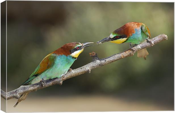 bee-eaters Canvas Print by Guido Montañes