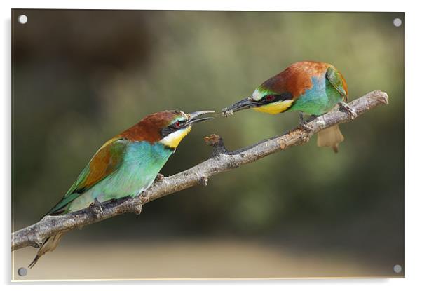bee-eaters Acrylic by Guido Montañes