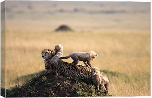 cheetah with cubs Canvas Print by Gail Johnson