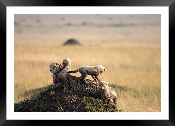 cheetah with cubs Framed Mounted Print by Gail Johnson
