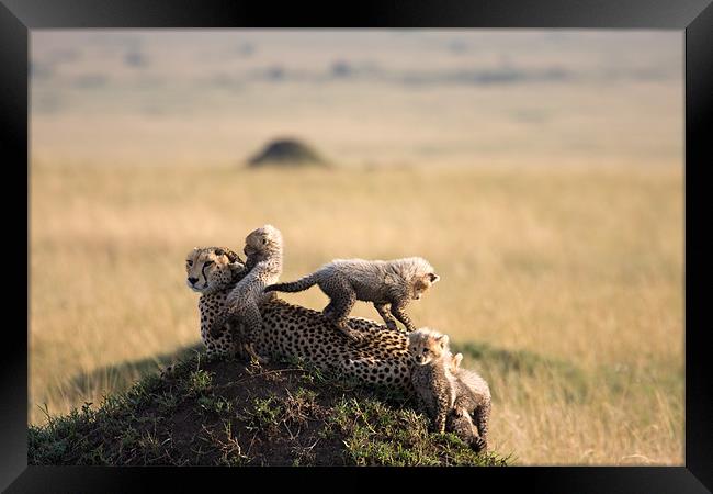 cheetah with cubs Framed Print by Gail Johnson