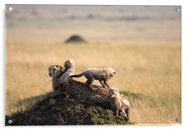 cheetah with cubs Acrylic by Gail Johnson