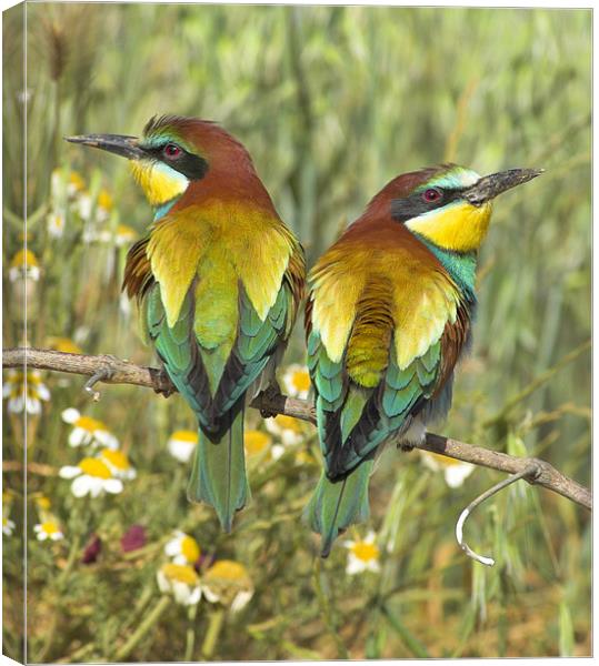 bee-eaters Canvas Print by Guido Montañes