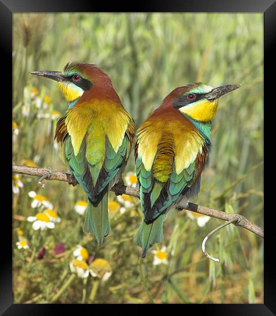 bee-eaters Framed Print by Guido Montañes