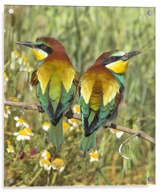 bee-eaters Acrylic by Guido Montañes