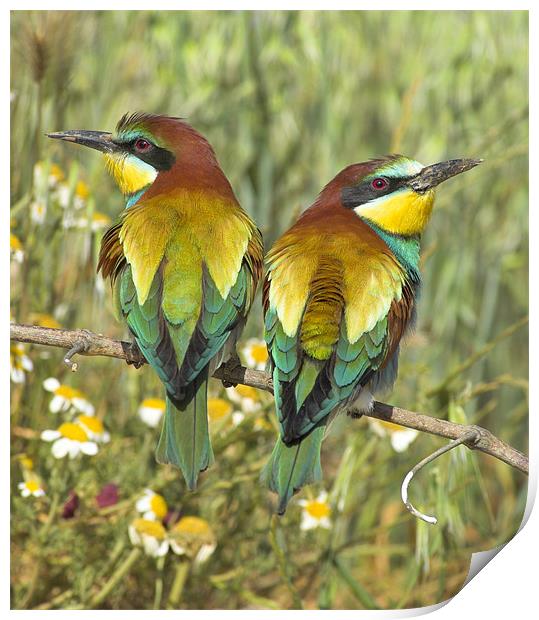 bee-eaters Print by Guido Montañes