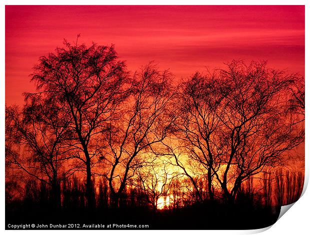 Trees in the Sunset Print by John Dunbar