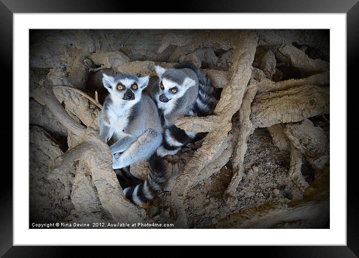 Lemurs Framed Mounted Print by Fine art by Rina