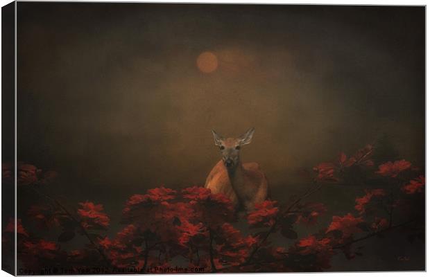 DEER AT SUNSET Canvas Print by Tom York