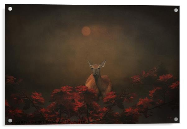 DEER AT SUNSET Acrylic by Tom York