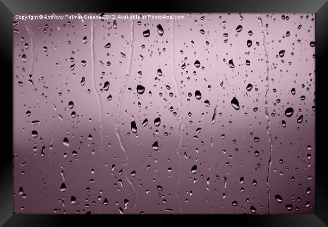 Rain Drops Framed Print by Anthony Palmer-Greene