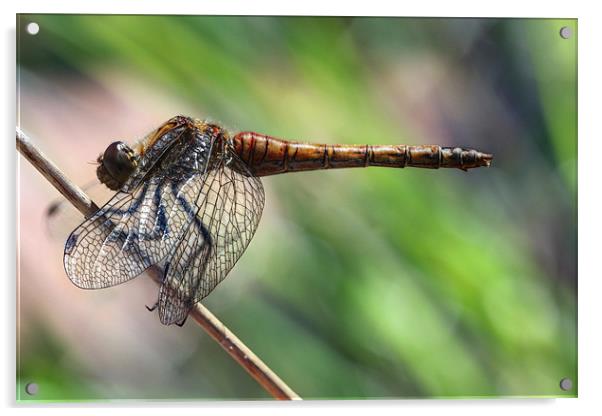 dragonfly Acrylic by Iain Lawrie